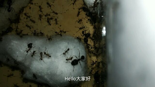 新伊大头蚁入巢,凶悍捕猎