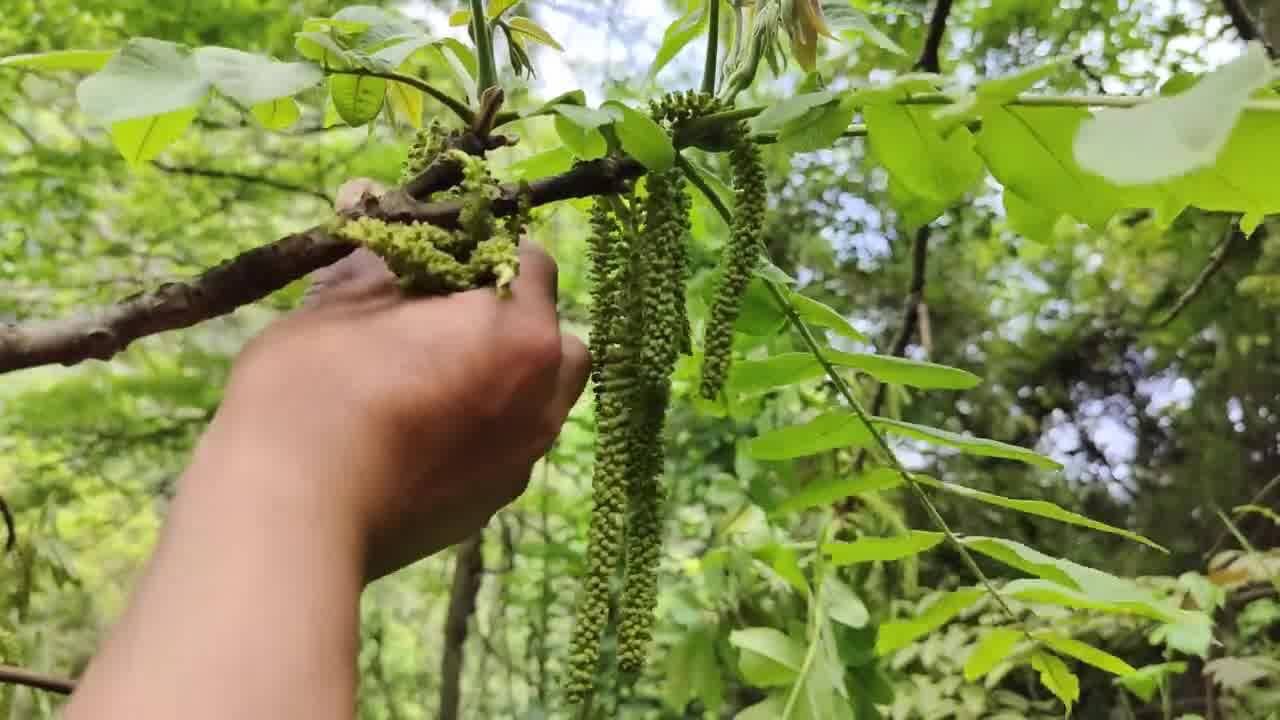 核桃花穗,像毛毛虫一样的野菜,你们那里怎么吃?