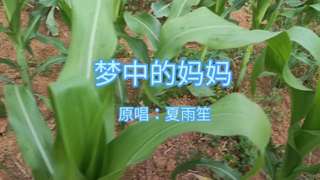 《梦中的妈妈》原唱:夏雨笙,感恩母亲节,旋律深情感人心里难受