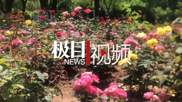 【视频】月季节闭幕,市民投稿100余件摄影作品