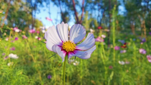 花卉:波斯菊