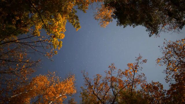 秋天金秋十月 秋分 中秋 深秋风景森林树林山川 (1)