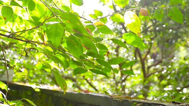 夏天夏季夏日唯美逆光小清新树影树叶绿叶实拍空镜头素材