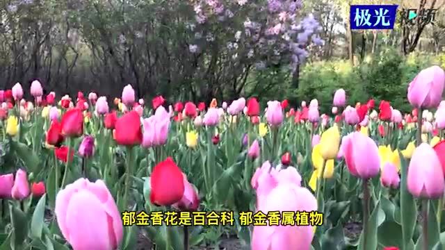 花香满龙江丨大庆市 多彩郁金香馥郁芬芳