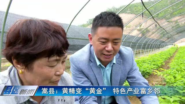 种植黄精,让地生“金”!