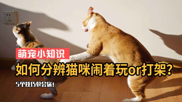 猫为什么喜欢打架?5个小技巧告诉你,你家猫咪是不是真打架?