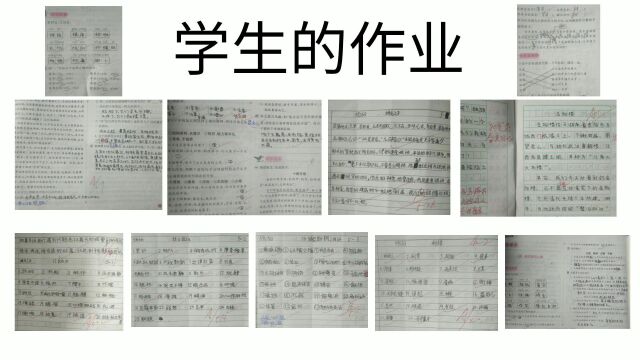 503班语文学情分析