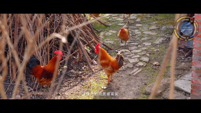 夏格庄蒜香鸡