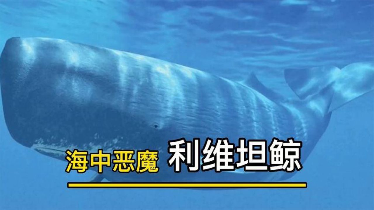 巨齿鲨的一生之敌!史前巨兽梅氏利维坦鲸.