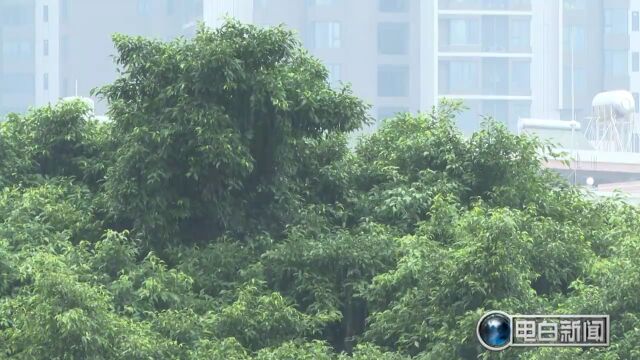 注意!电白未来几天持续降雨……