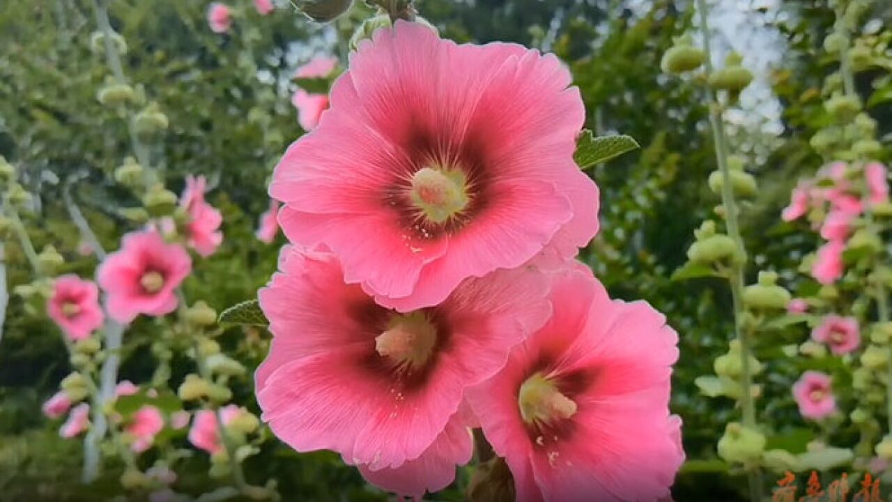 果然视频|盛夏时节,济南千佛山蜀葵盛开花色艳