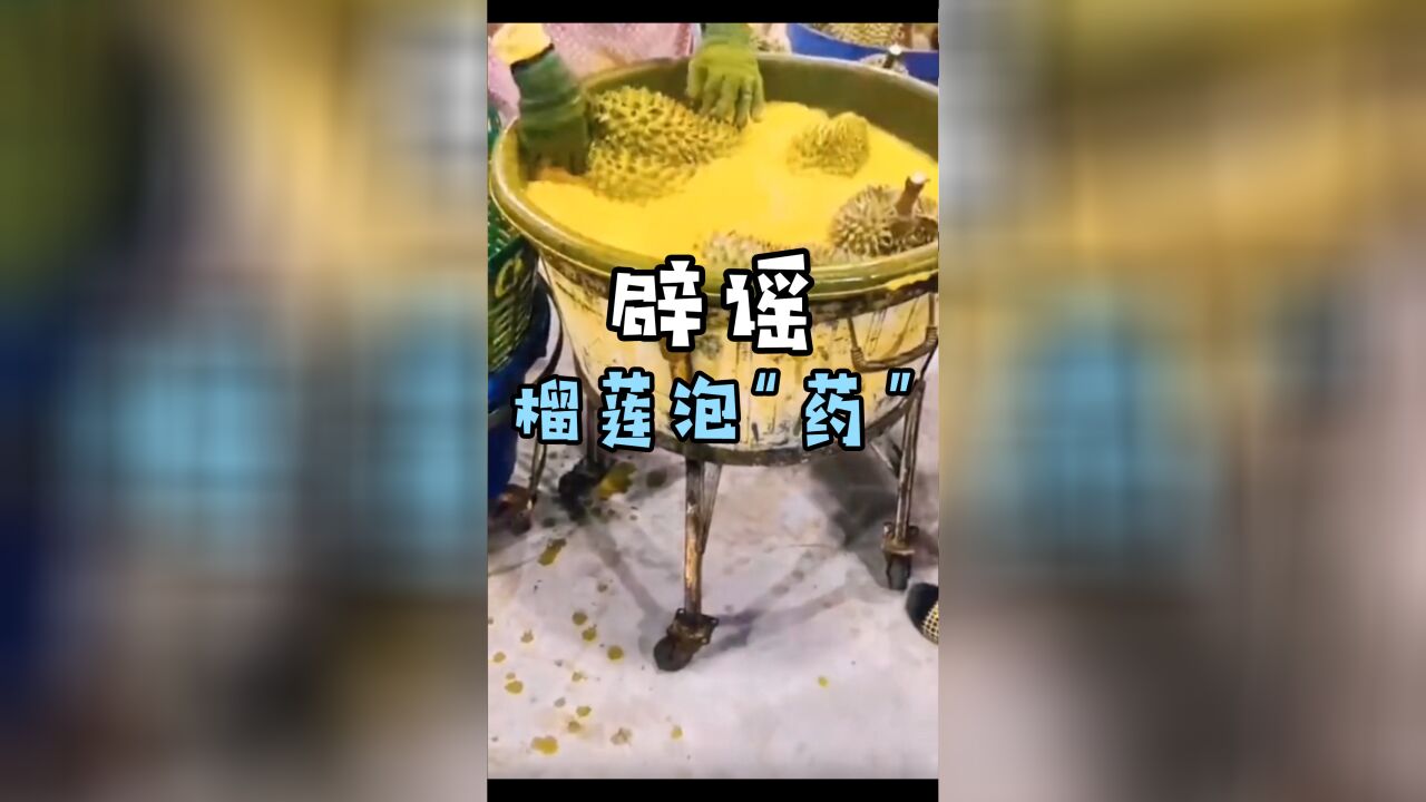 【水果猎人】鉴定网络胡说八道之“泡药榴莲”