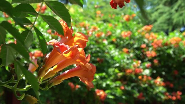 爱上泾阳 ⷠ夏日那攀援的凌霄花~