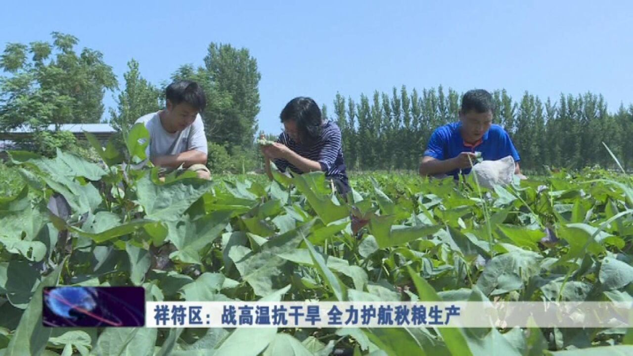 祥符区:战高温抗干旱 全力护航秋粮生产