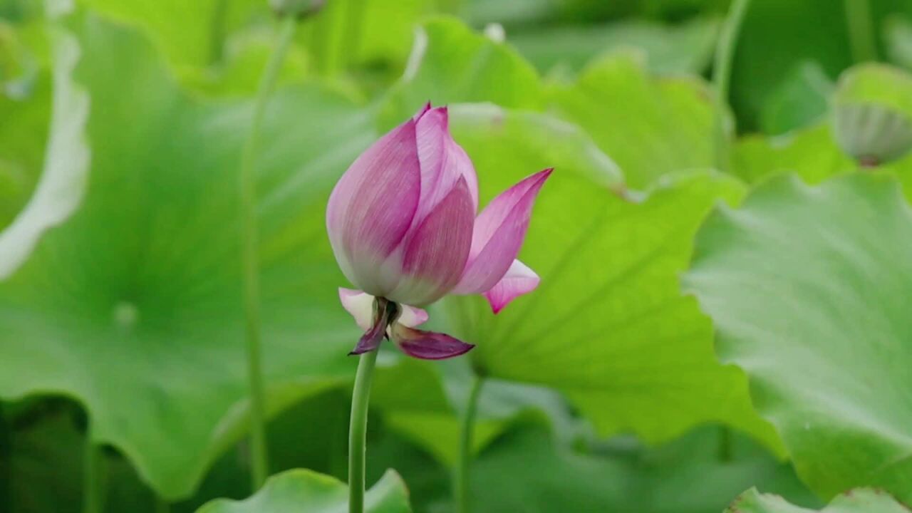 诗人作家和孩子一起“荷塘夜话”