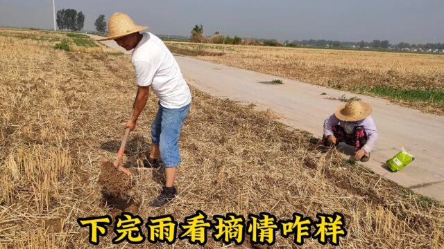 河南漯河昨天下场及时雨,小霞赶紧到地查看商情,玉米苗管出了