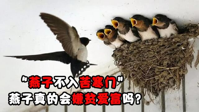 “燕子不入苦寒门”,这是为何?燕子真的会嫌贫爱富吗?