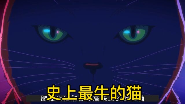 史上最牛的猫,悬赏十亿偷保险箱,这样的猫你想拥有吗?