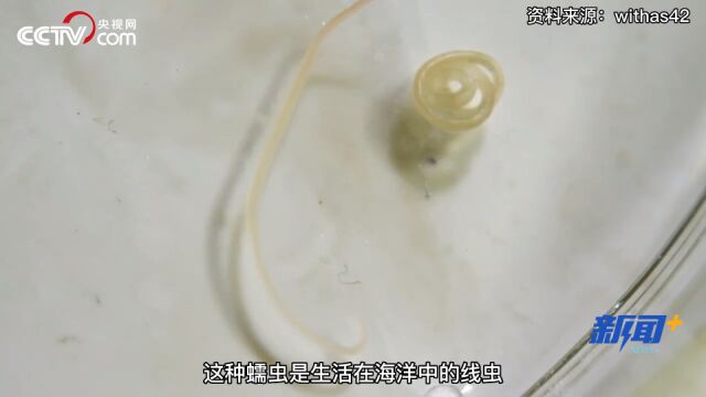 食用蠕虫或能治疗癌症?科学家利用蠕虫杀死癌细胞