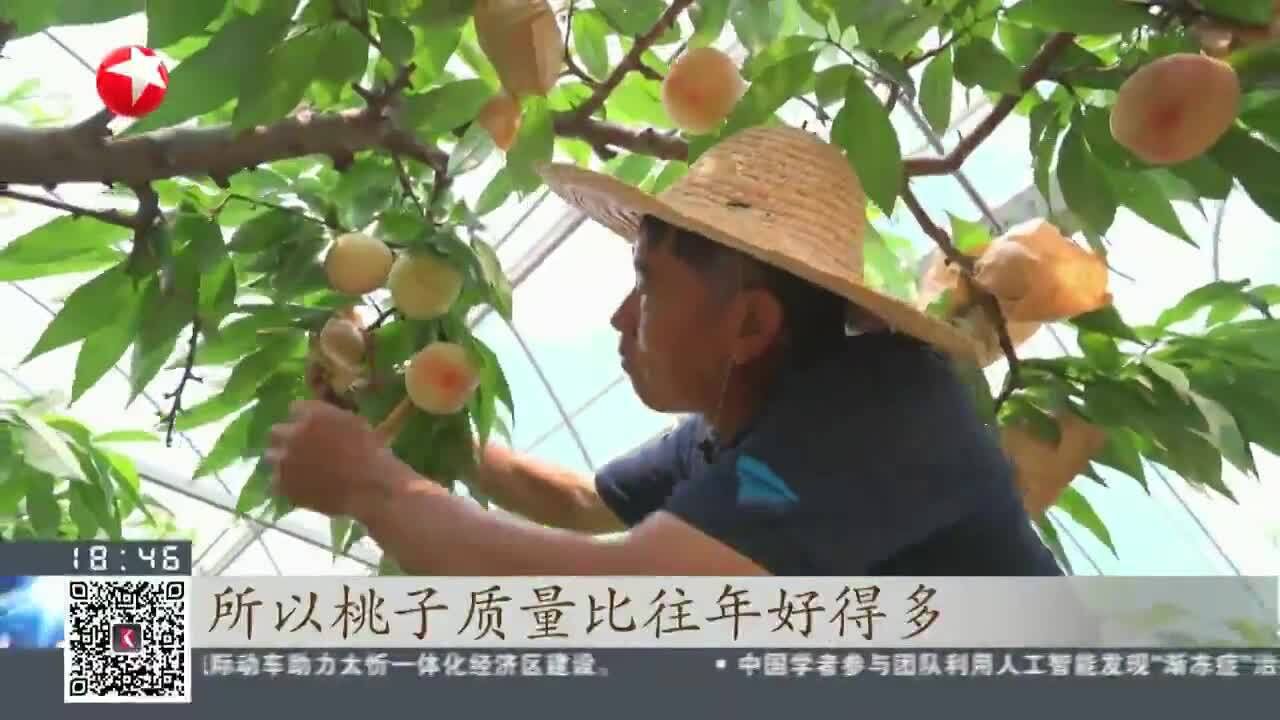 上海:南汇水蜜桃陆续上市 口感好于往年