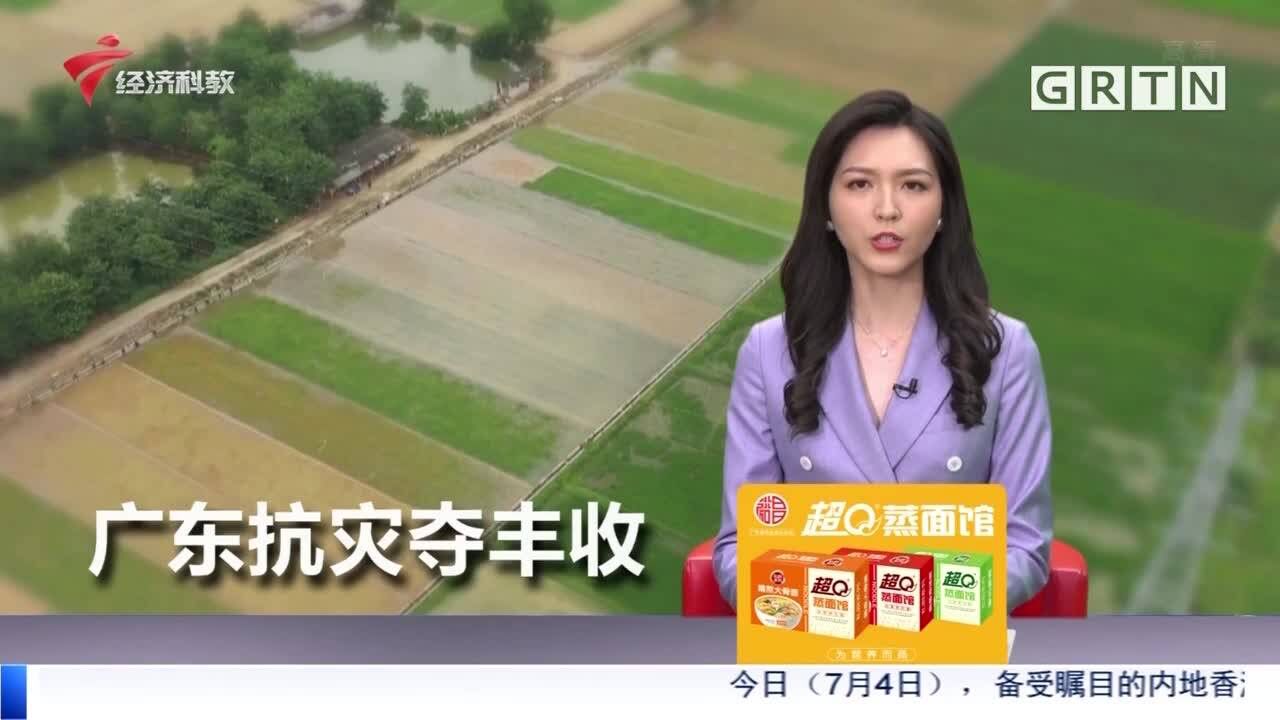 积极抗灾复产 广东力争赢得全年粮食丰收主动权