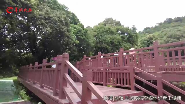 深读东莞丨170多年古荔树苍翠挺拔,曾年产荔枝3000斤被封“王”