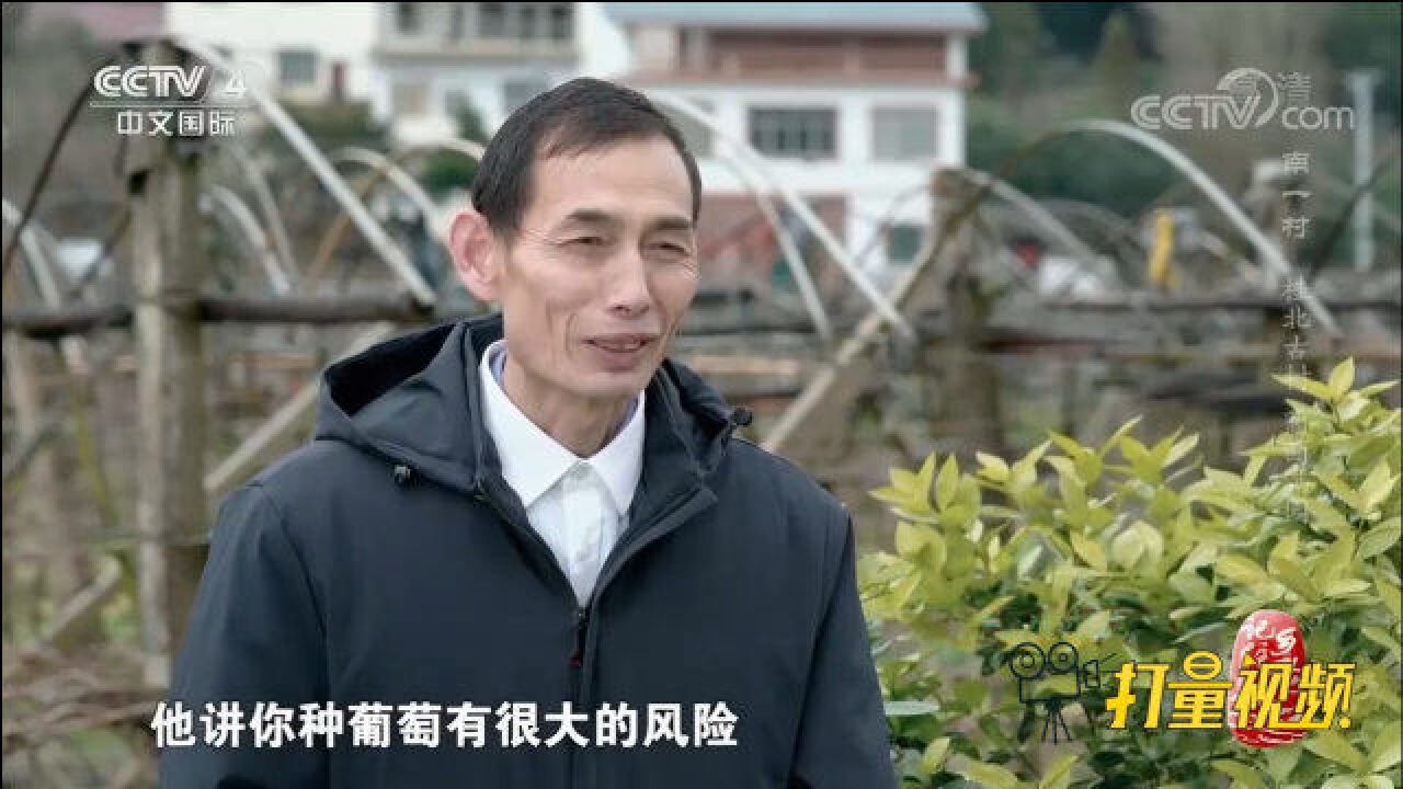 种柑橘失败后,南一村人毅然冒着风险种葡萄,视频感人