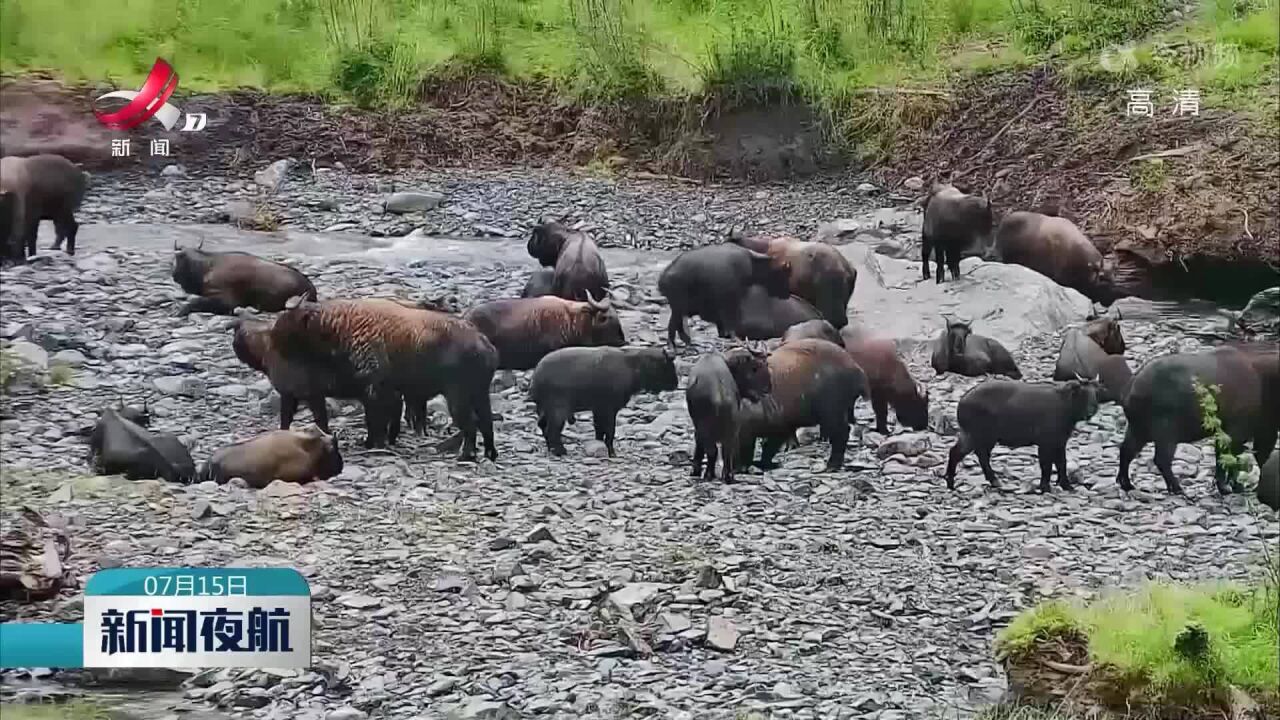 罕见!50余只高黎贡羚牛现身独龙江峡谷