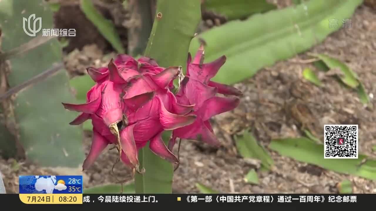 地产火龙果成熟 热带水果本土“安家”