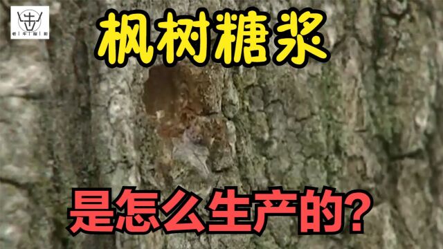 探访枫树糖浆工厂,先用电钻打孔,再拿水管连接起来,用水泵送入