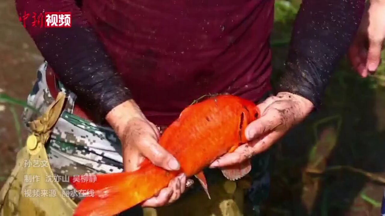 浙江青田稻鱼共生系统年产值超千万