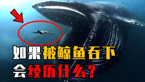 如果突然被鲸鱼吞进肚子，会发生什么？还有生还的可能性吗？