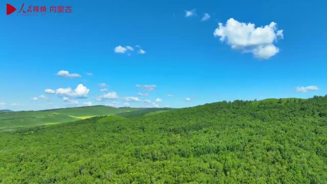 【美丽中国ⷧ𝑧𛜥꒤𝓧”Ÿ态行】俯览额尔古纳湿地:满目青翠 浮光跃金