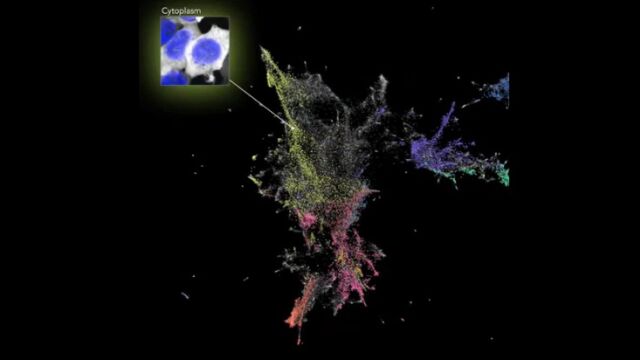 Nature子刊:新的人工智能可以通过查看图像来揭示细胞生物学