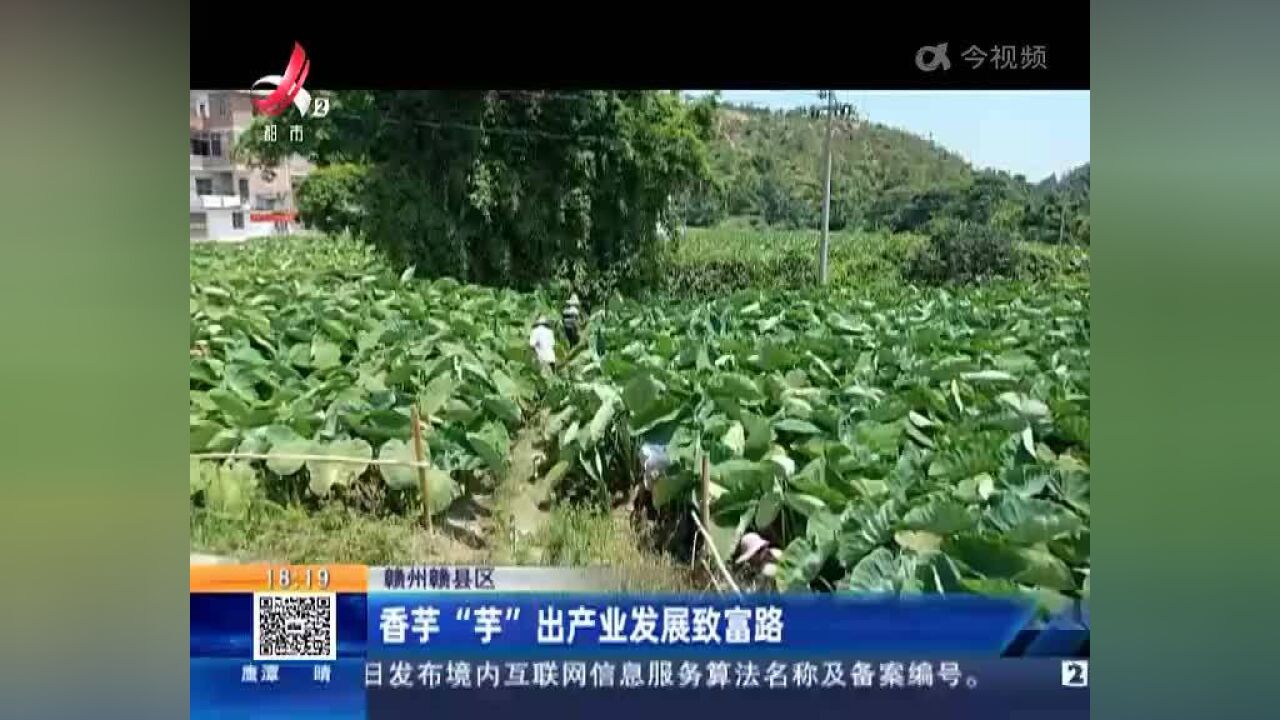 赣州赣县区:香芋“芋”出产业发展致富路