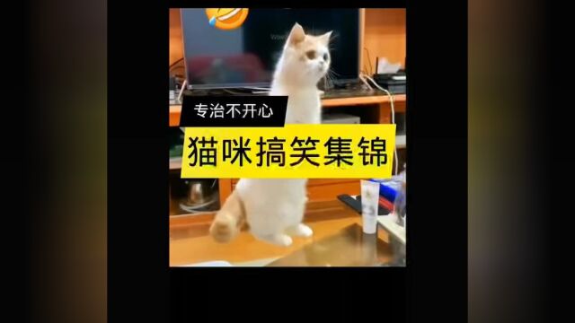 专治不开心,猫咪搞笑合集