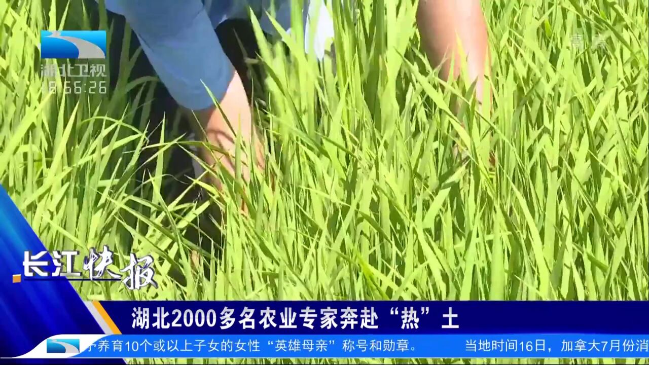 湖北2000多名农业专家奔赴“热”土