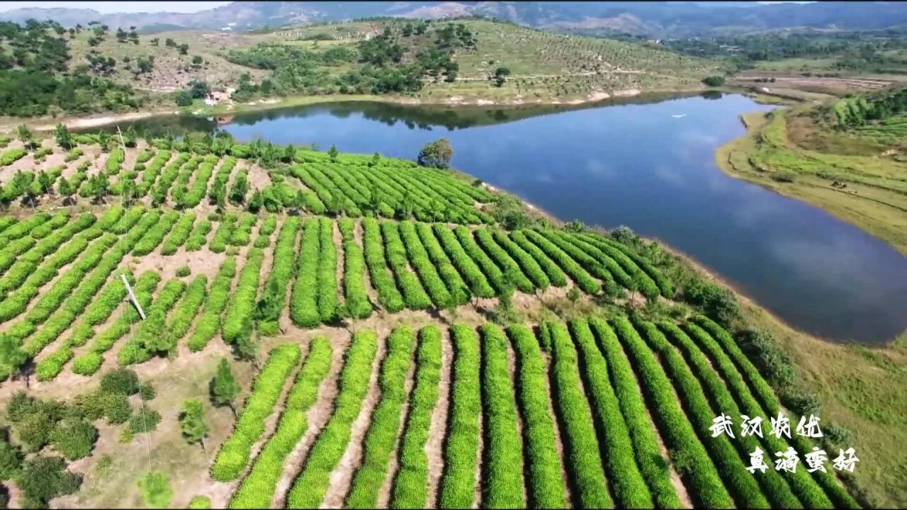 武汉优质农产品——木兰天香茶:好茶严选造 标准产农优