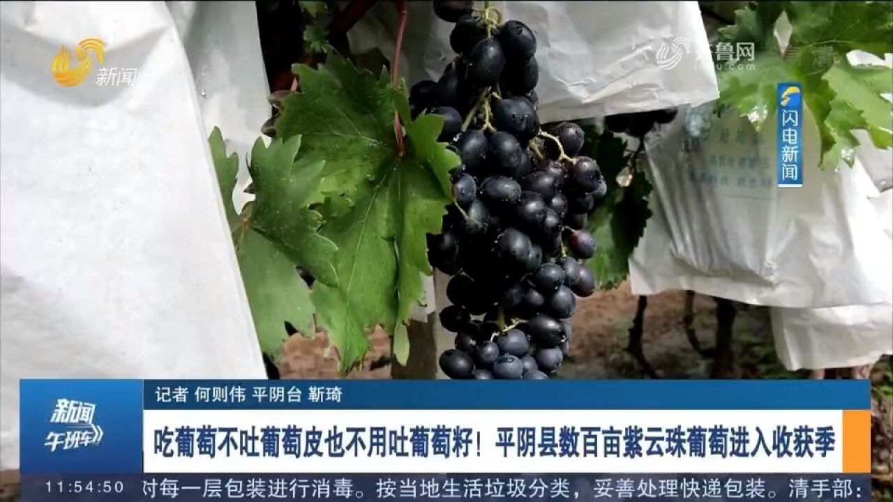 馋!平阴县数百亩紫云珠葡萄进入收获季,形似珍珠、皮薄无籽儿