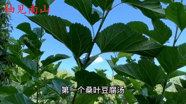 今天来介绍桑叶,被称为“神仙叶”,这些好价值你应该知道