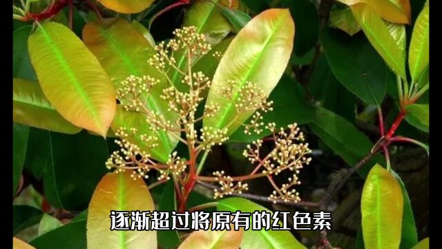 花语:石楠