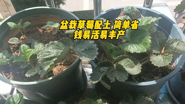 盆栽草莓配土 简单省钱易活易丰产