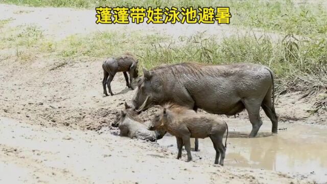 疣猪蓬蓬带着娃去游泳池避暑,小蓬蓬一头杀马特黄毛真是帅到掉渣