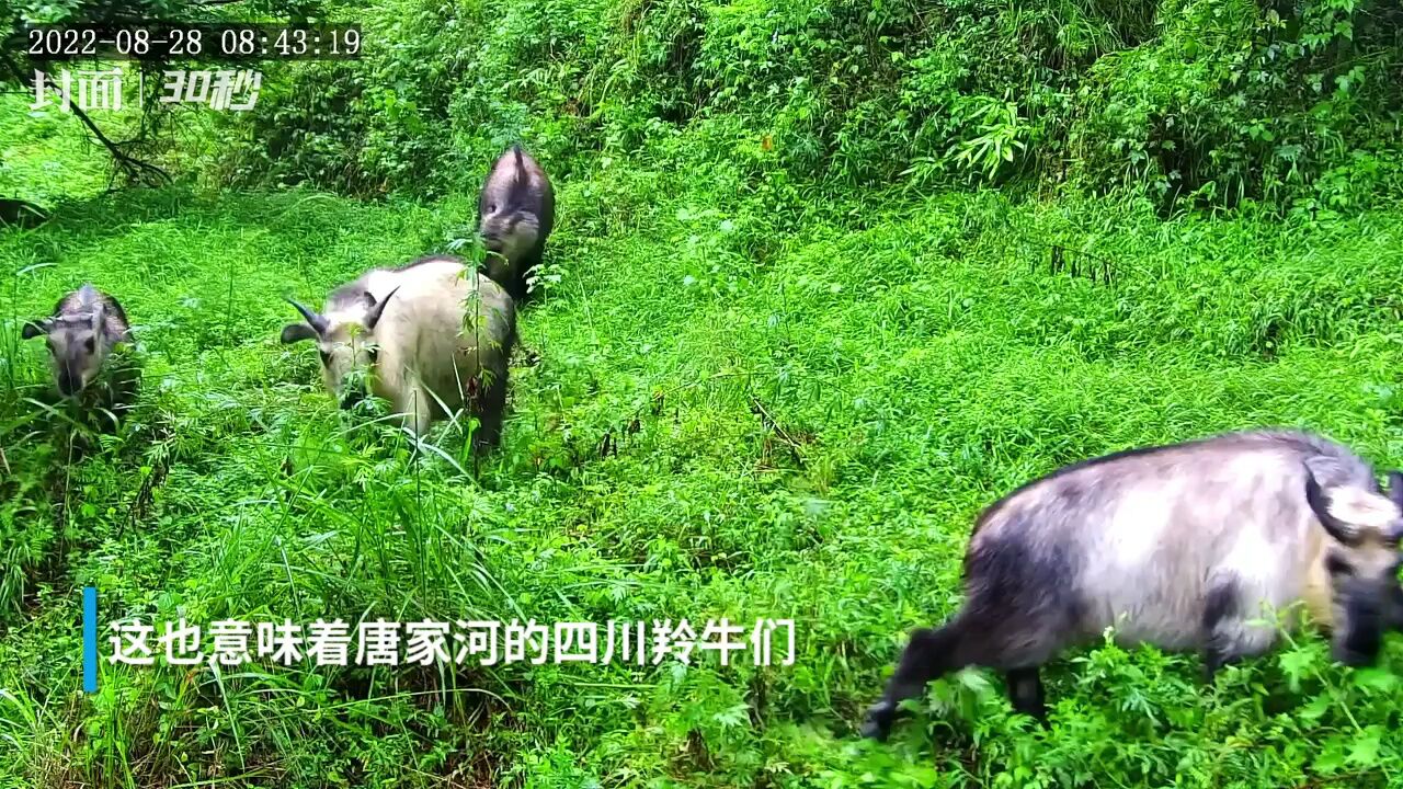 30秒丨壮观!四川青川唐家河羚牛集群下山觅食