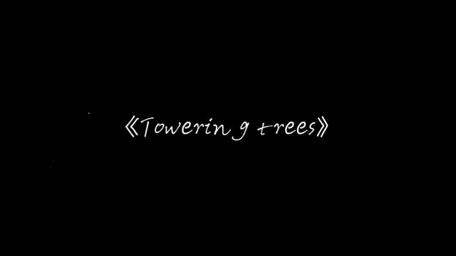 《Towering trees》