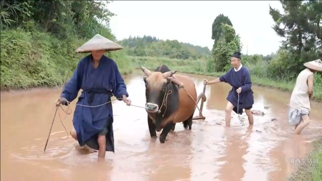 《爱在山乡》