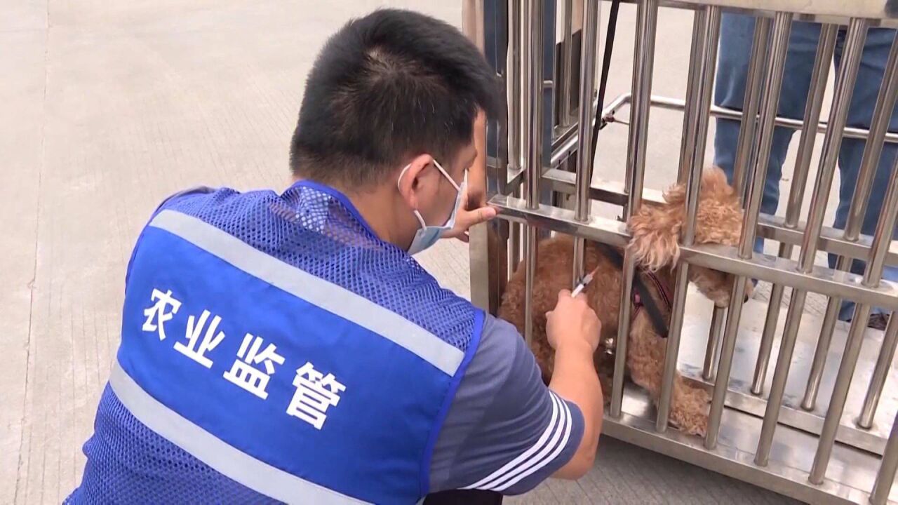 东莞全面推进秋季动物防疫工作,筑牢动物“免疫屏障”