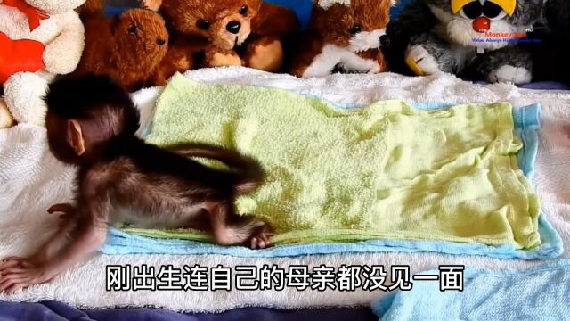 国外最残忍的虐待小猴子,就是让他出生,见不到母亲.#猴子成精