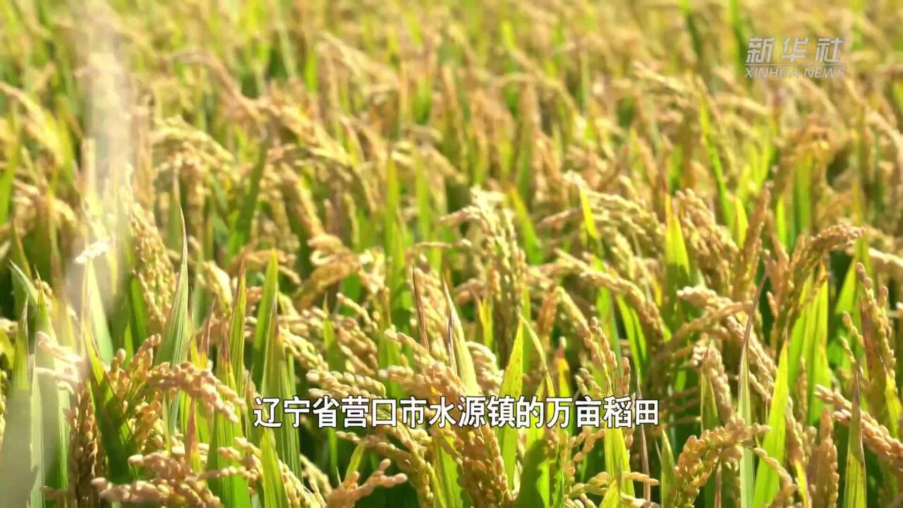 电力延伸服务助力稻米加工企业备战秋收