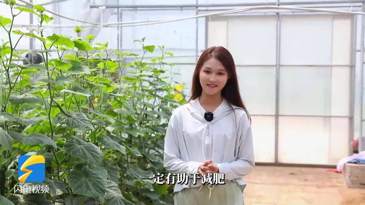 预制菜原来是这么生产出来的!潍坊预制菜展现农业发展新业态